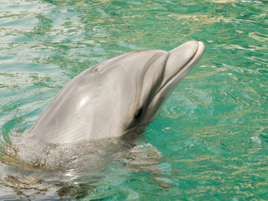 Dolphin swimming in the Red Sea, Eilat Israel