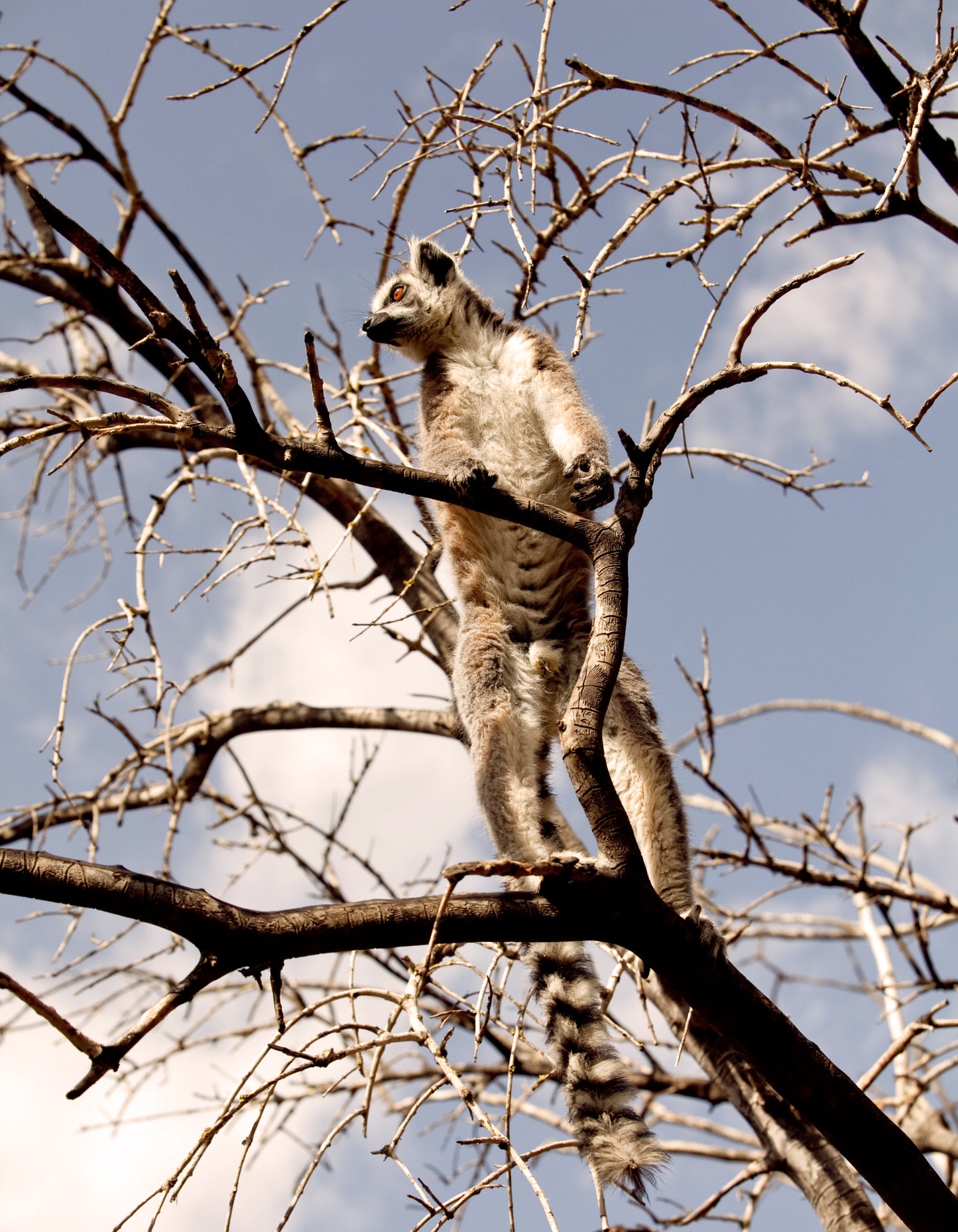 Lemurs of Madagascar, Ring-Tailed Lemurs