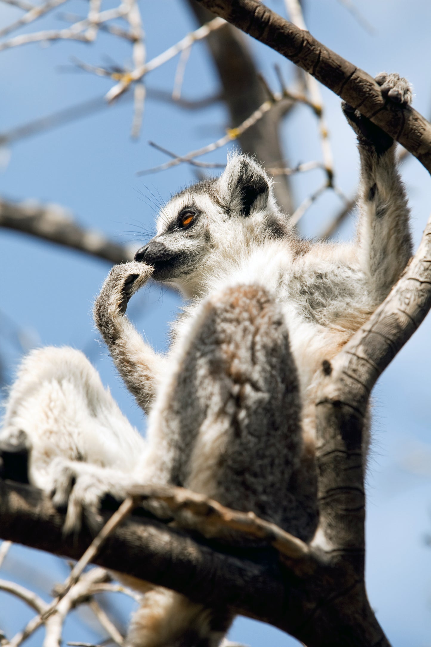 Lemurs of Madagascar, Ring-Tailed Lemurs