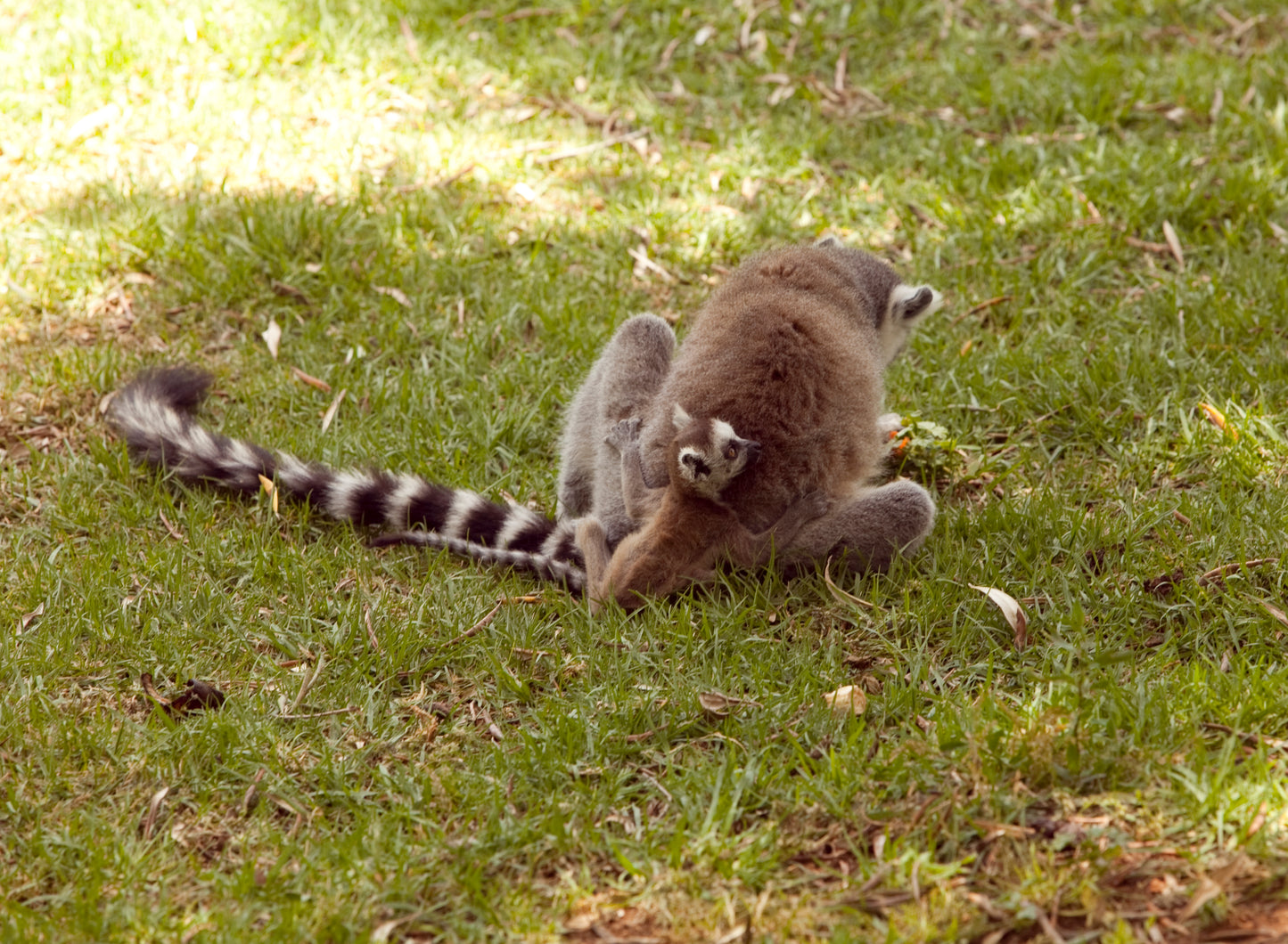 Ring-Tailed Lemur mother and her Lemur cub, Lemurs of Madagascar