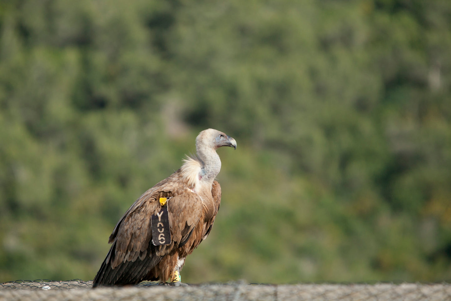 Vultures of Israel, vulture of the Holy Land