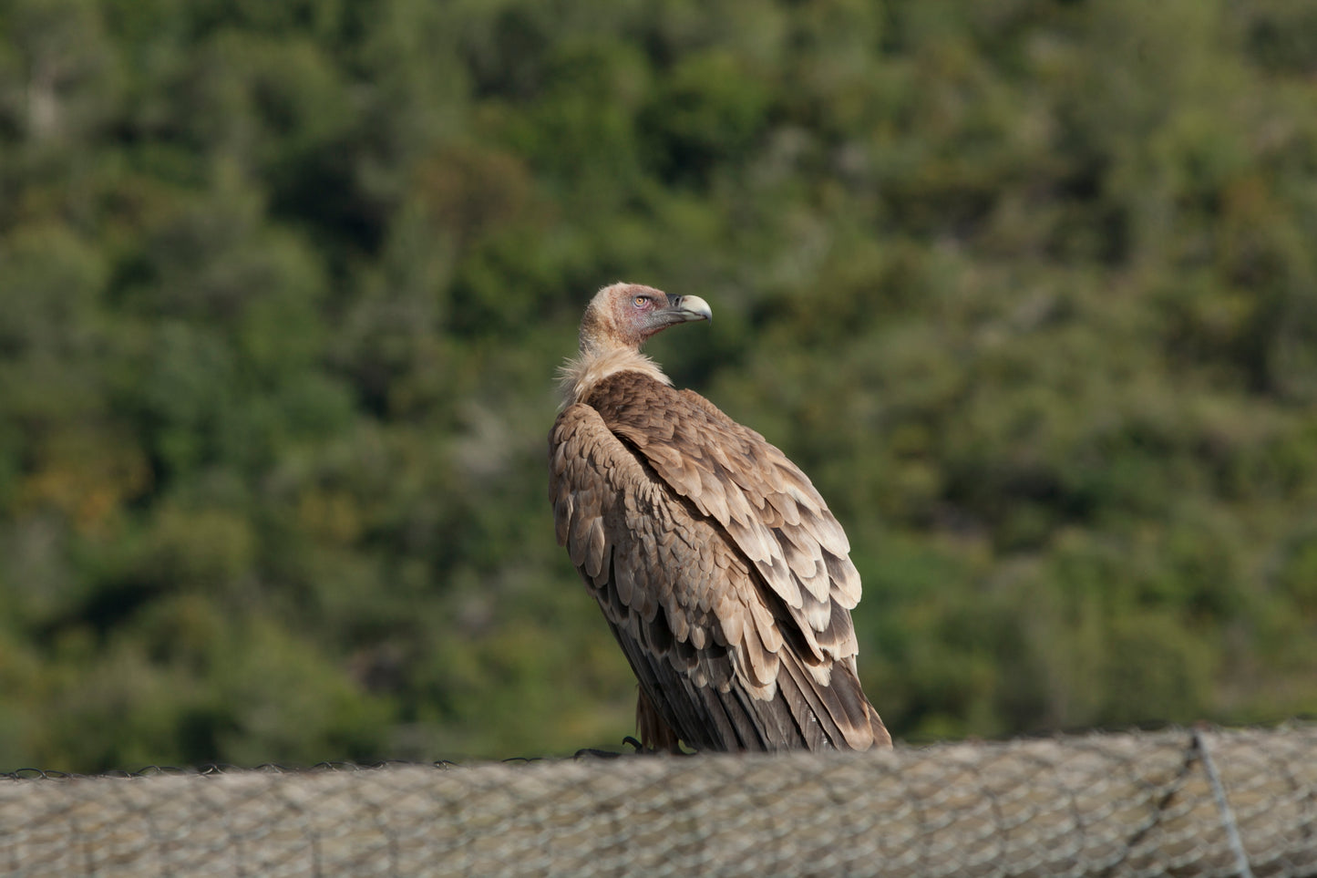Amazing Vulture of Israel, vulture of the Holy Land