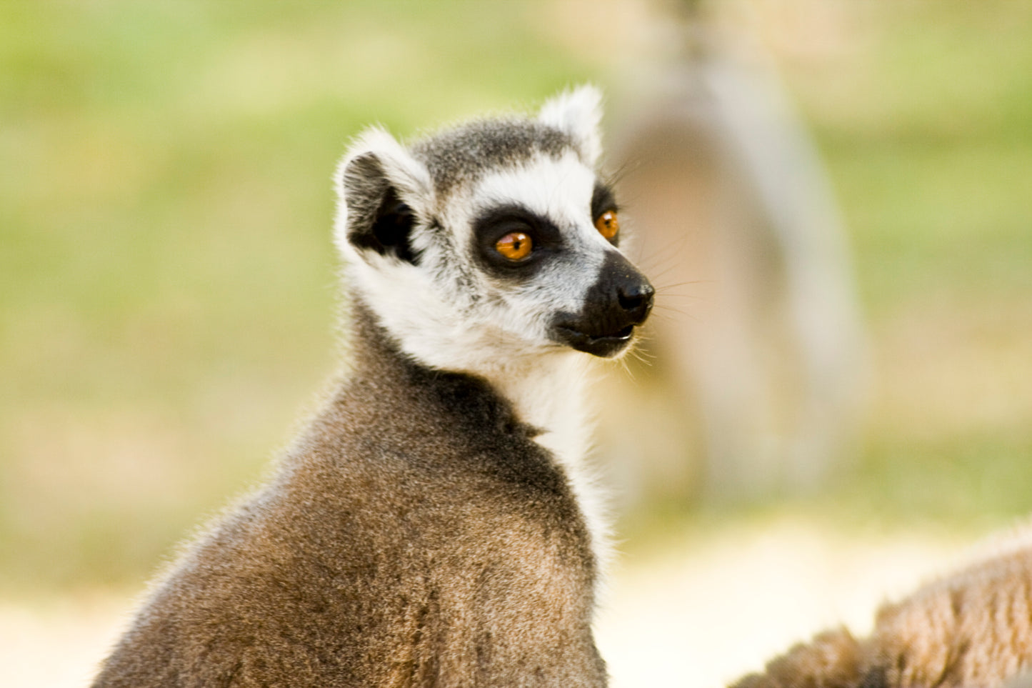 Lemurs of Madagascar, Ring-Tailed Lemurs