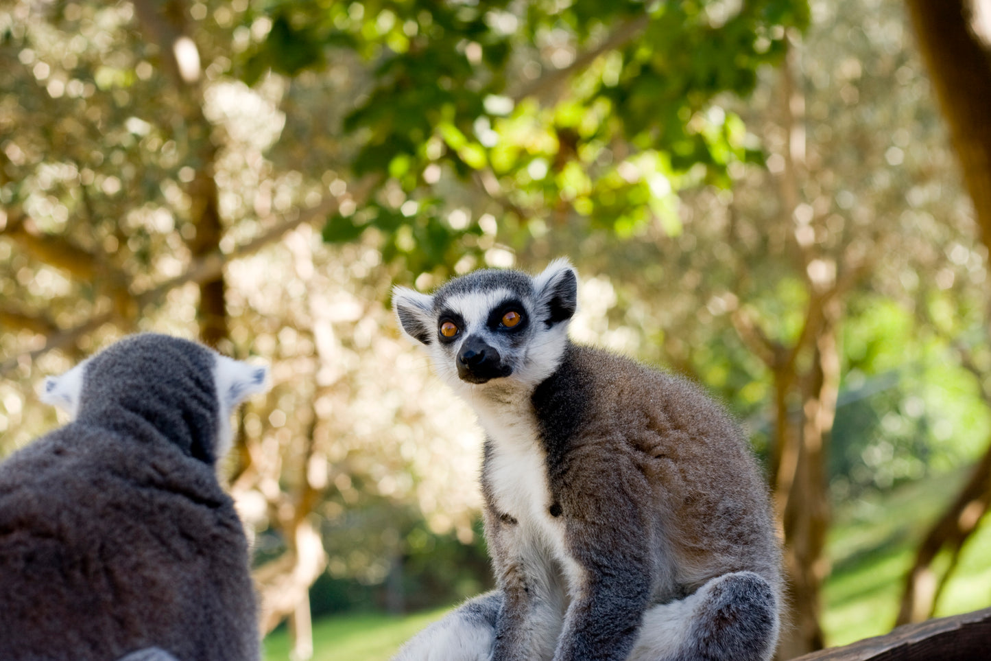 Lemurs of Madagascar, Ring-Tailed Lemurs
