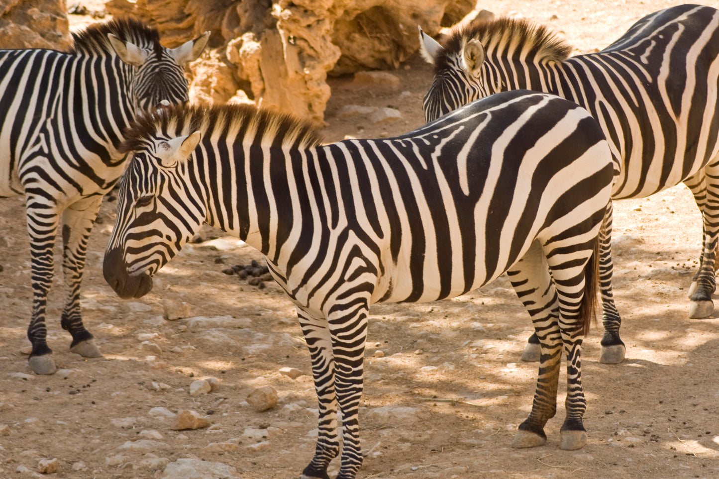 Zebras at the Zoo of Jerusalem