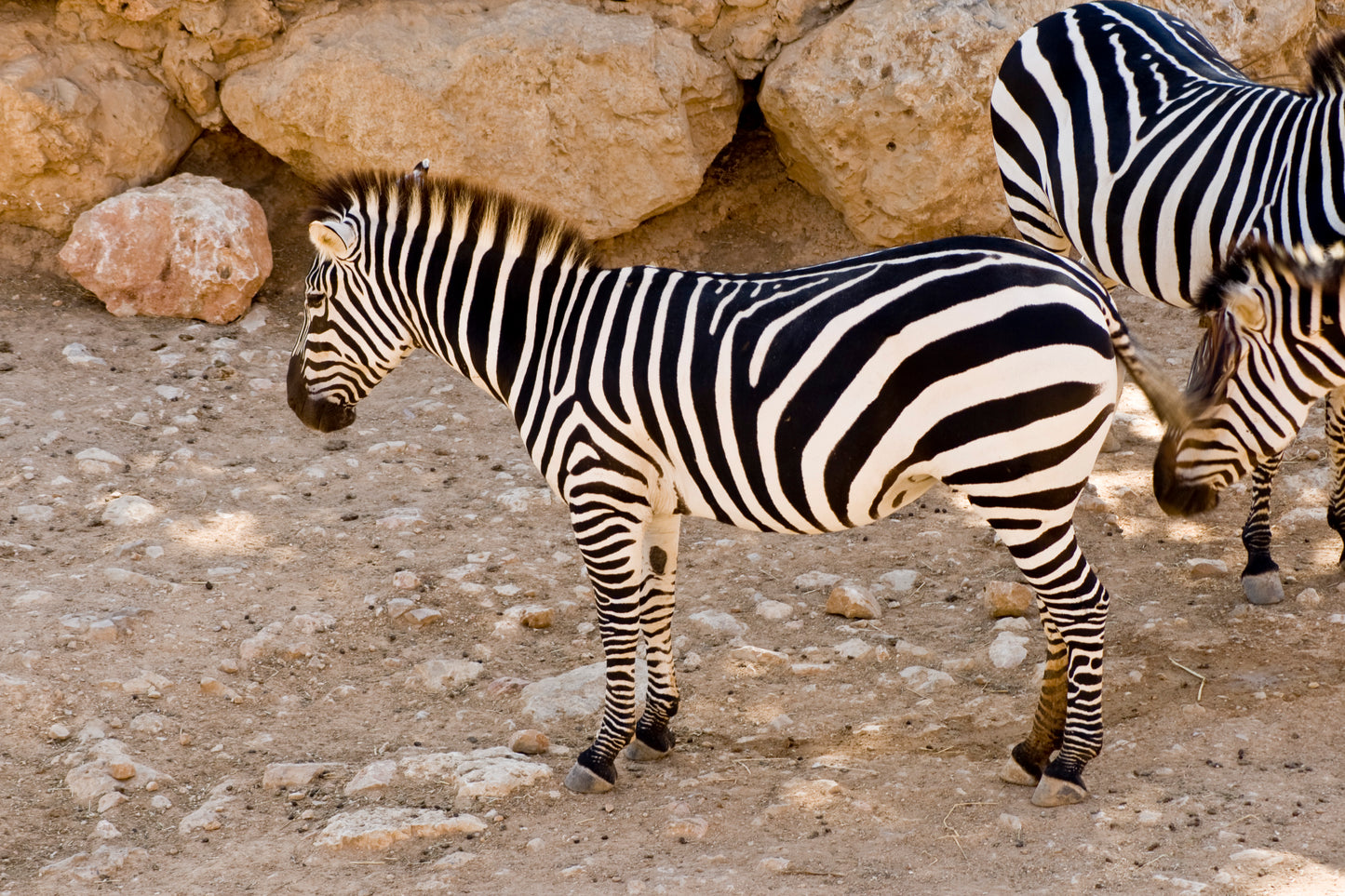 Zebras at the Zoo of Jerusalem