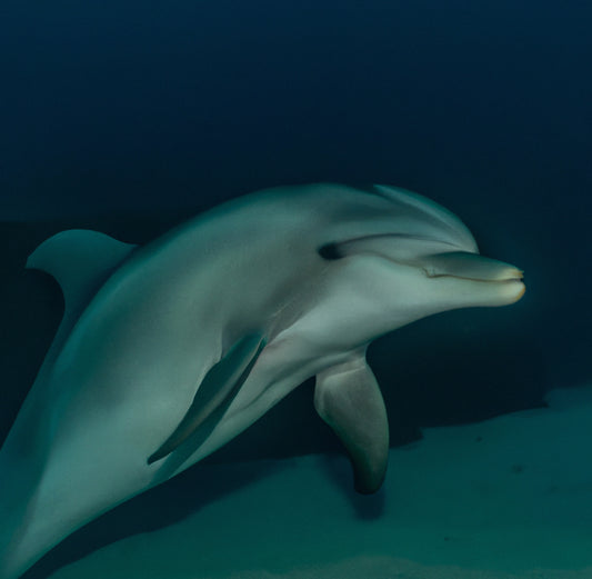 Dolphins in the Red Sea