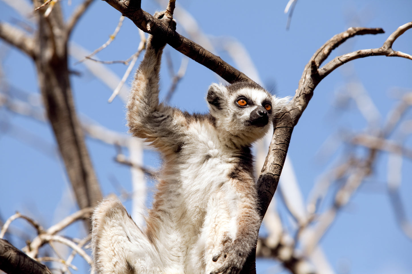 Lemurs of Madagascar, Ring-Tailed Lemurs