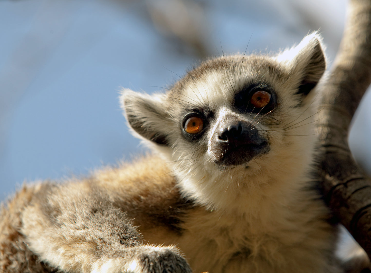 Lemurs of Madagascar, Ring-Tailed Lemurs