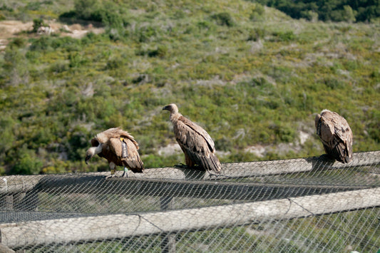 Amazing three Vultures of Israel, vulture of the Holy Land