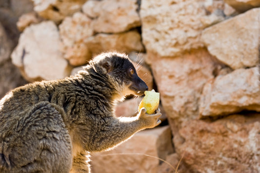 Lemurs of Madagascar eats a fruit