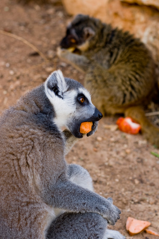 Lemurs of Madagascar eats a carrot, Ring-Tailed Lemurs