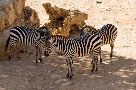 Zebras at the Zoo of Jerusalem