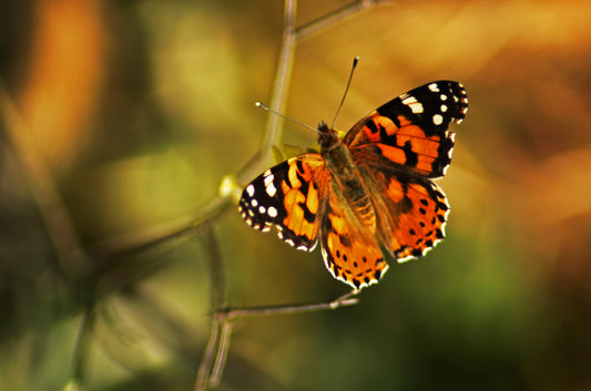 Uma borboleta em um galho de árvore.