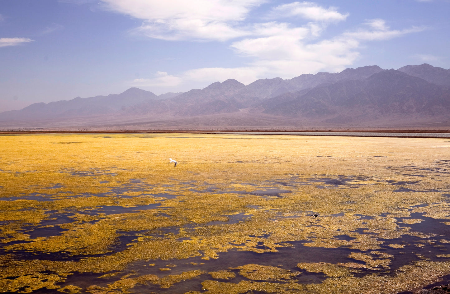 Amazing Landscapes of Israel, Salt lake at Evrona Nature Reserve